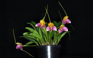 Masdevallia caudata