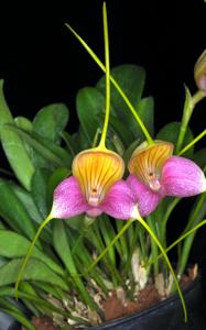 Masdevallia caudata