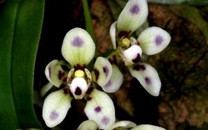 Sarcochilus weinthalii