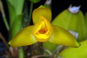 Lycaste aromatica