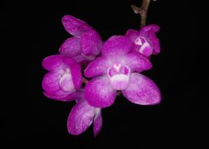 Sarcochilus ceciliae