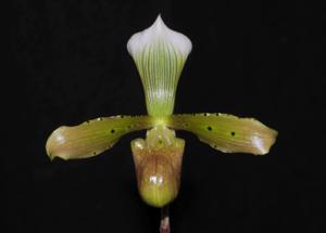 Paphiopedilum tonsum