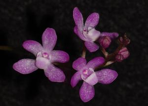 Sarcochilus ceciliae