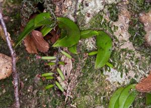 Drymoanthus adversus