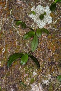 Drymoanthus adversus