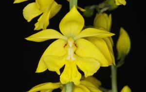 Calanthe striata