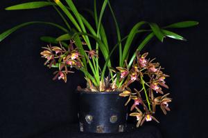 Cymbidium floribundum