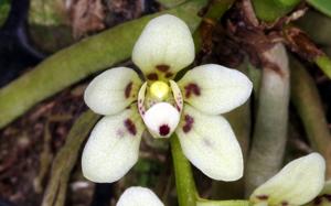 Sarcochilus weinthalii