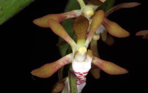 Sarcochilus argochilus