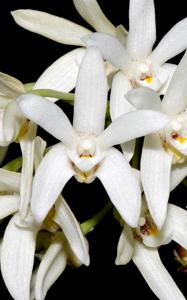 Dendrobium falcorostrum