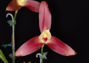 Lycaste lasioglossa