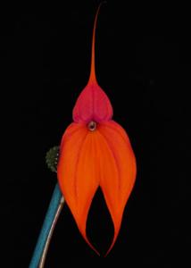 Masdevallia veitchiana