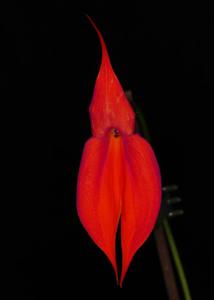 Masdevallia veitchiana