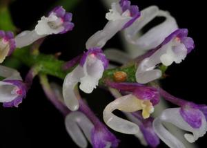 Schoenorchis juncifolia