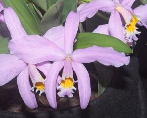 Cattleya jongheana