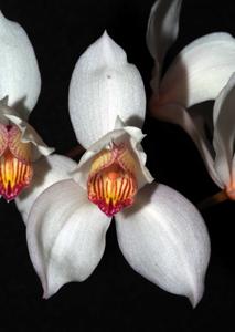 Cymbidium erythrostylum