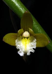 Dendrobium striolatum