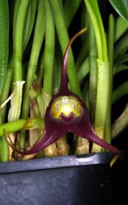 Masdevallia civilis