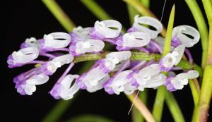 Schoenorchis juncifolia