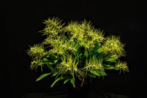 Brassia verrucosa