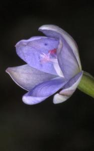 Thelymitra ixioides