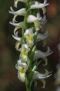 Spiranthes odorata