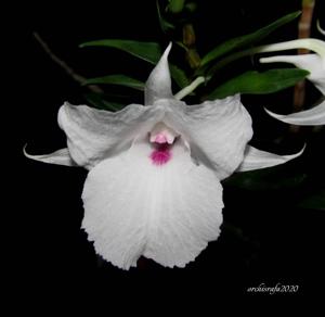 Dendrobium parthenium