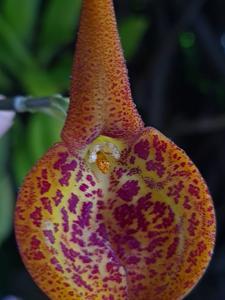 Masdevallia regina