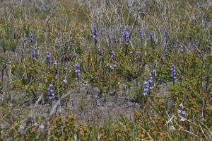 Thelymitra aristata