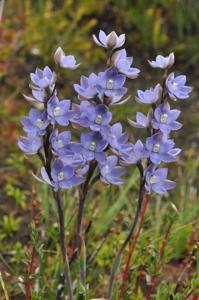 Thelymitra aristata