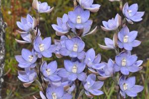 Thelymitra aristata