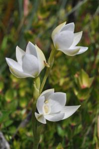 Thelymitra aristata