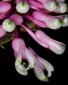 Dendrobium smillieae