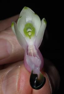 Dendrobium smillieae