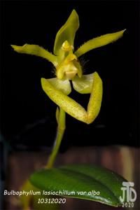 Bulbophyllum lasiochilum