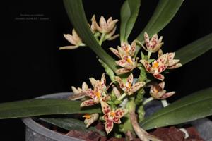 Trachoma sarcochiloides