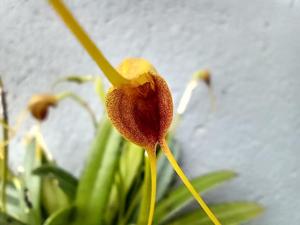 Masdevallia obscurans