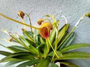 Masdevallia obscurans