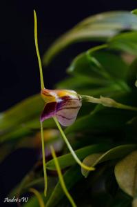 Masdevallia patriciana