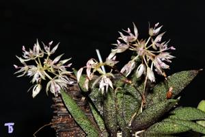 Macroclinium manabinum