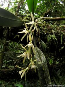 Trichopilia laxa