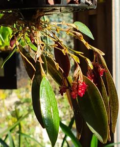 Trichosalpinx escobarii