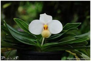 Paphiopedilum emersonii