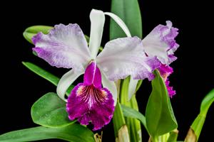 Cattleya lueddemanniana