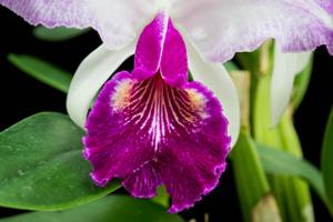 Cattleya lueddemanniana