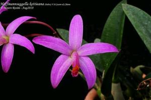 Cattleya kettieana