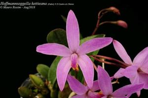 Cattleya kettieana