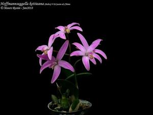 Cattleya kettieana