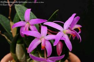 Cattleya kettieana