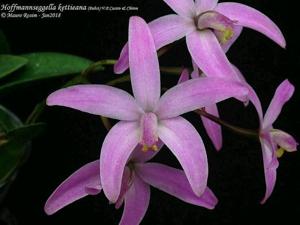 Cattleya kettieana